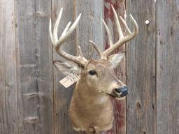 5x5 Shoulder Mount Whitetail