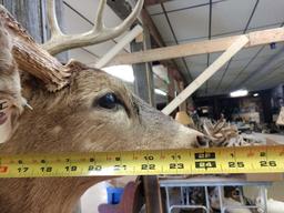 5x5 Shoulder Mount Whitetail