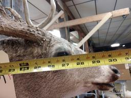 4x3 Shoulder Mount Whitetail