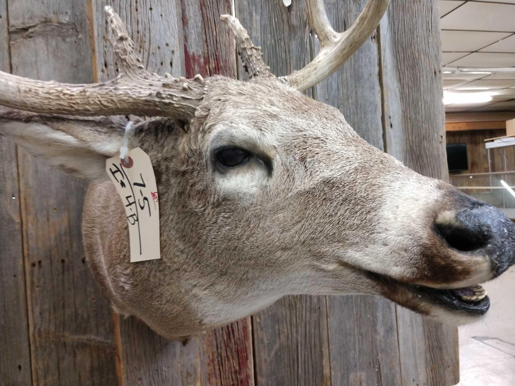 4x3 Shoulder Mount Whitetail