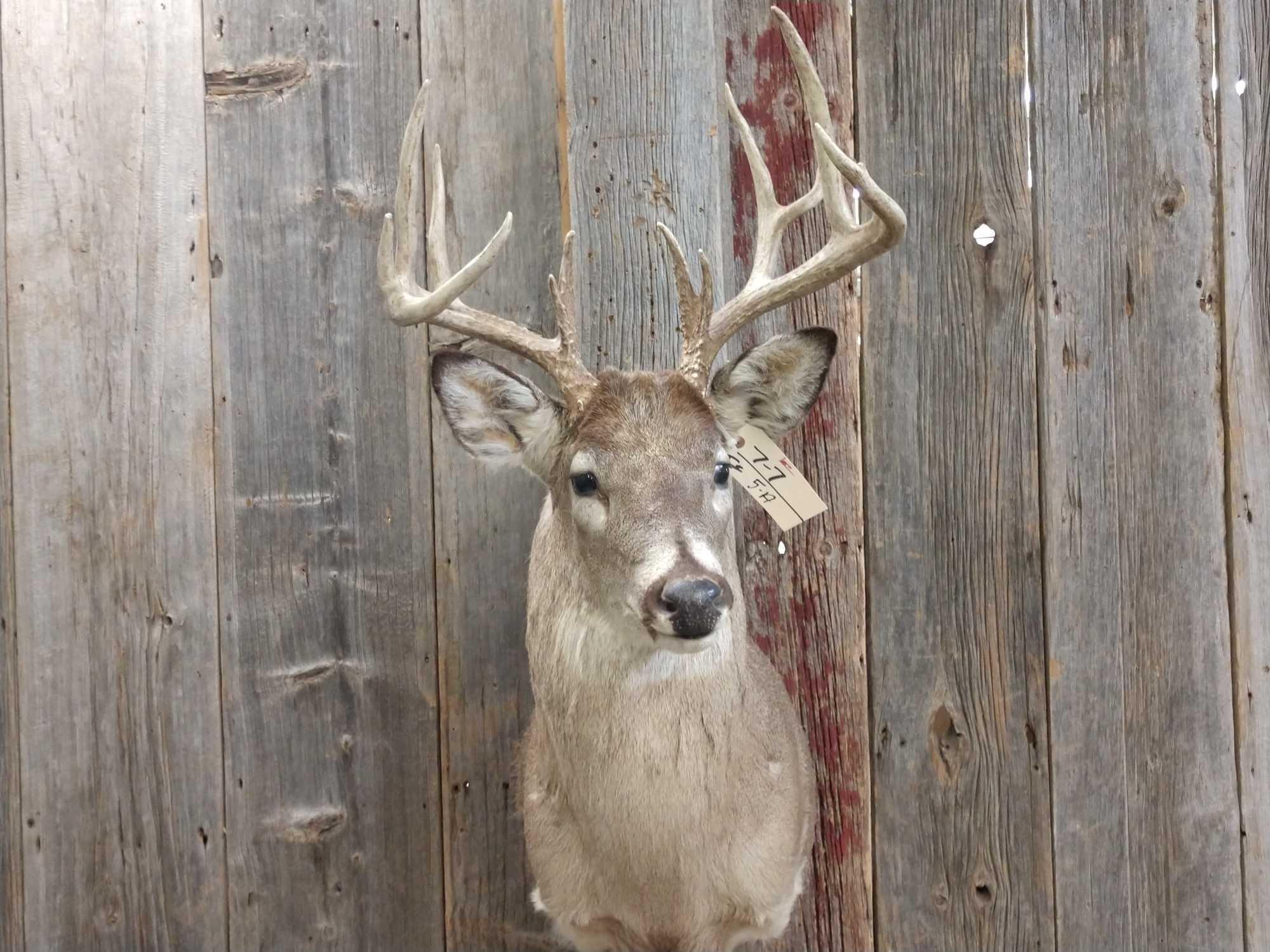 5x5 Shoulder Mount Whitetail