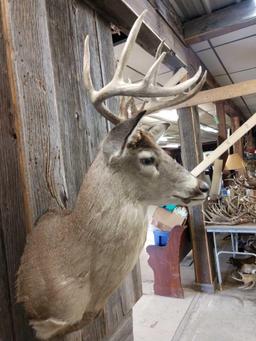 5x5 Shoulder Mount Whitetail