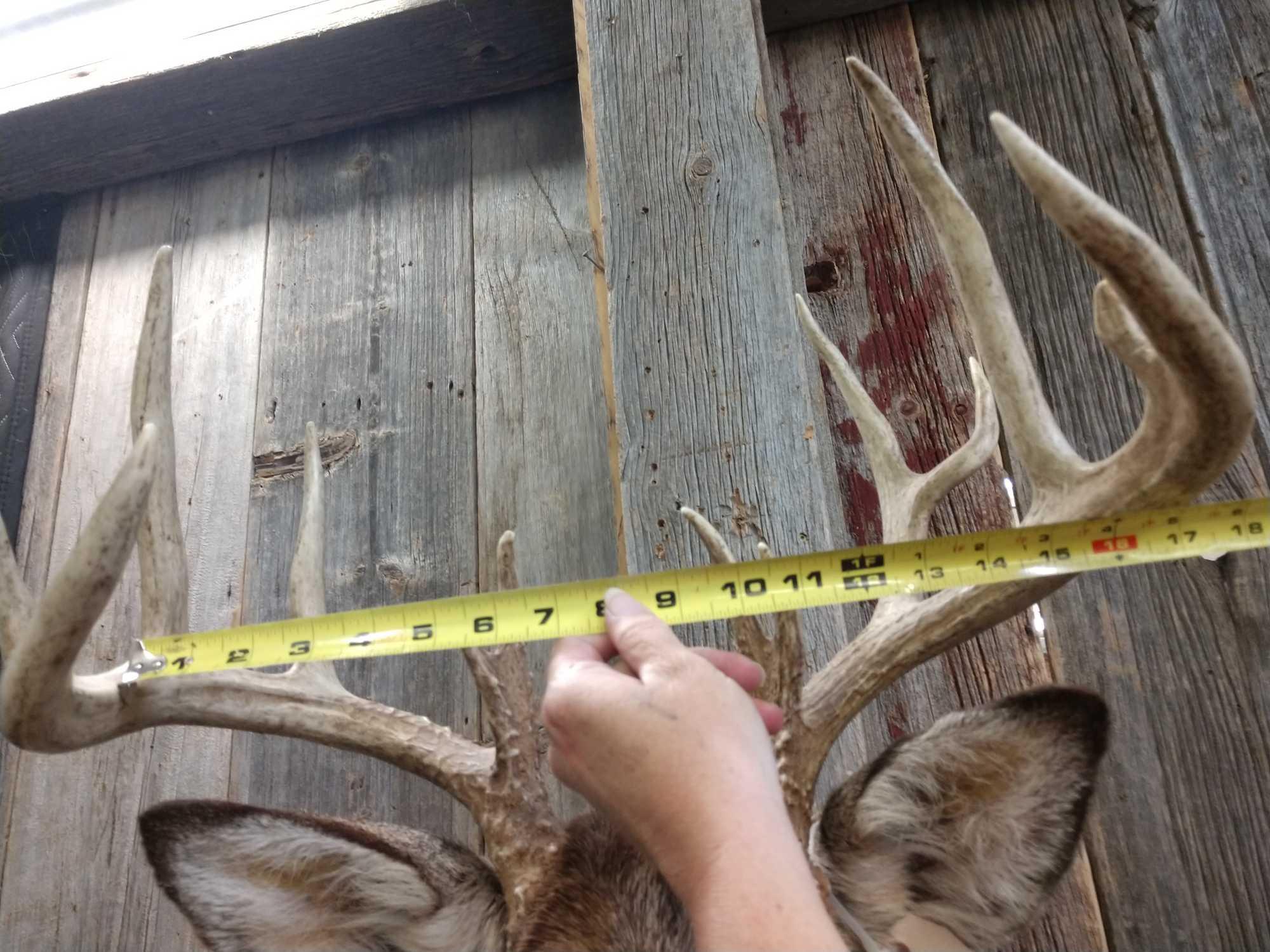 5x5 Shoulder Mount Whitetail