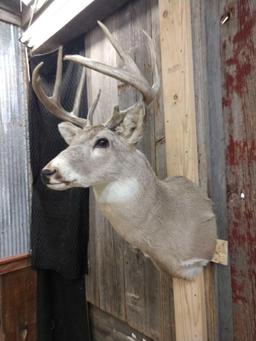 4x4 Whitetail Shoulder Mount