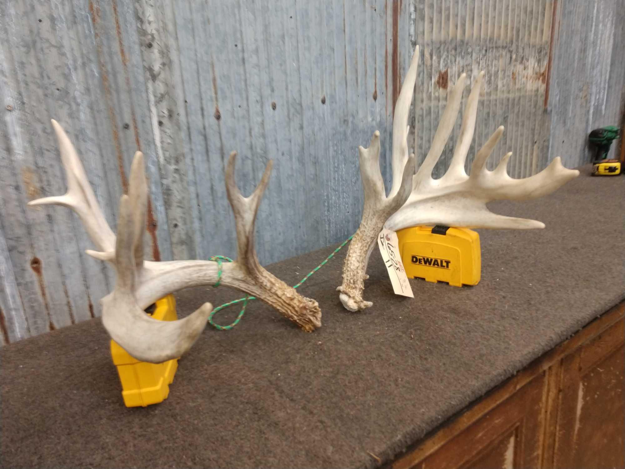 Main Frame 5 x 5 Whitetail Shed Antlers