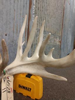 Main Frame 5 x 5 Whitetail Shed Antlers