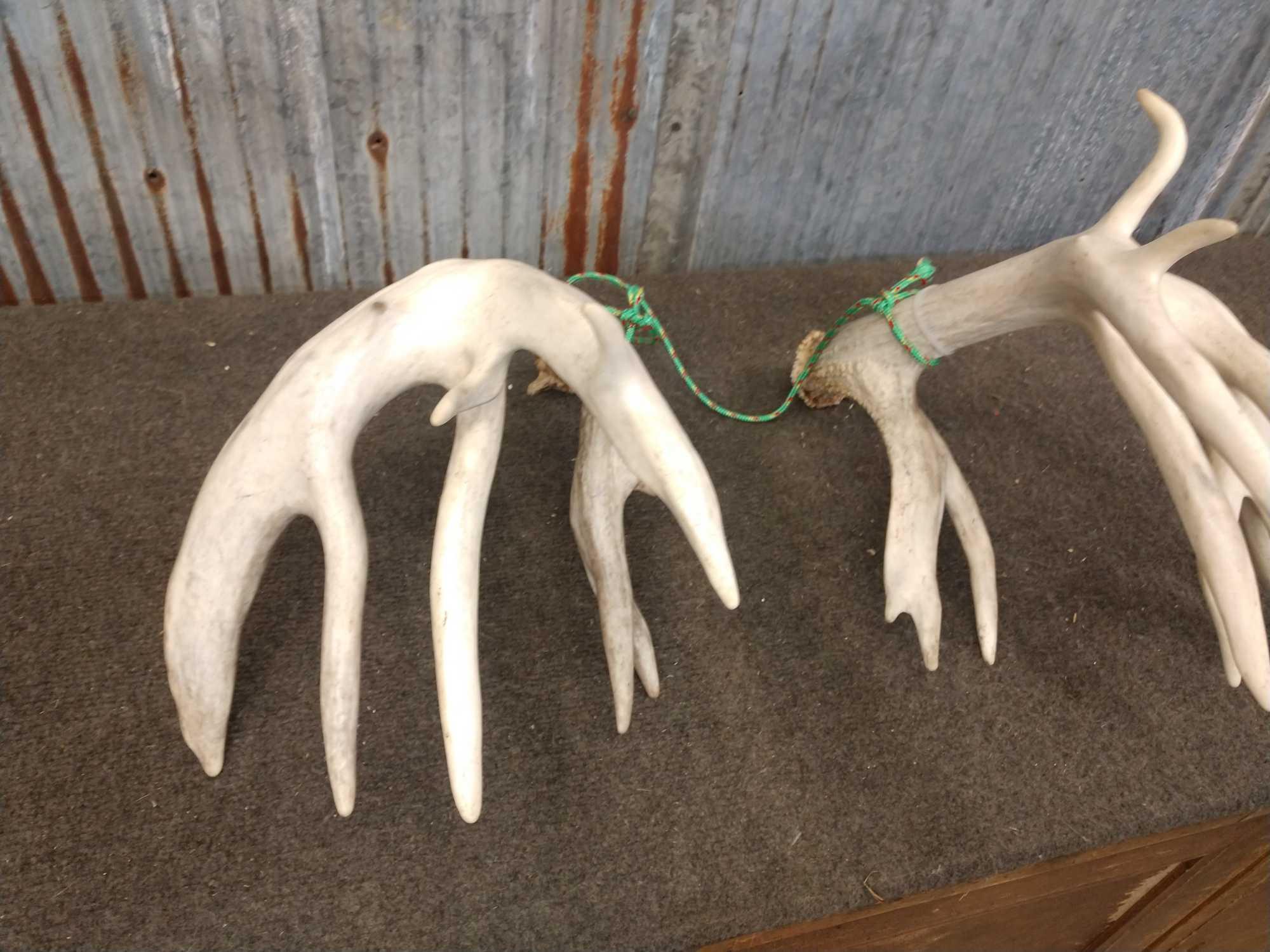 Main Frame 5 x 5 Whitetail Shed Antlers