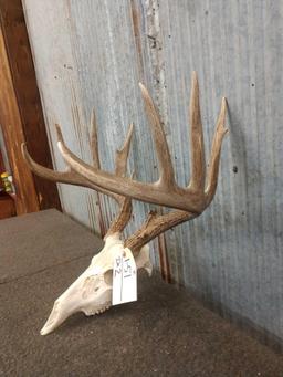 150 Class Whitetail Antlers On Skull