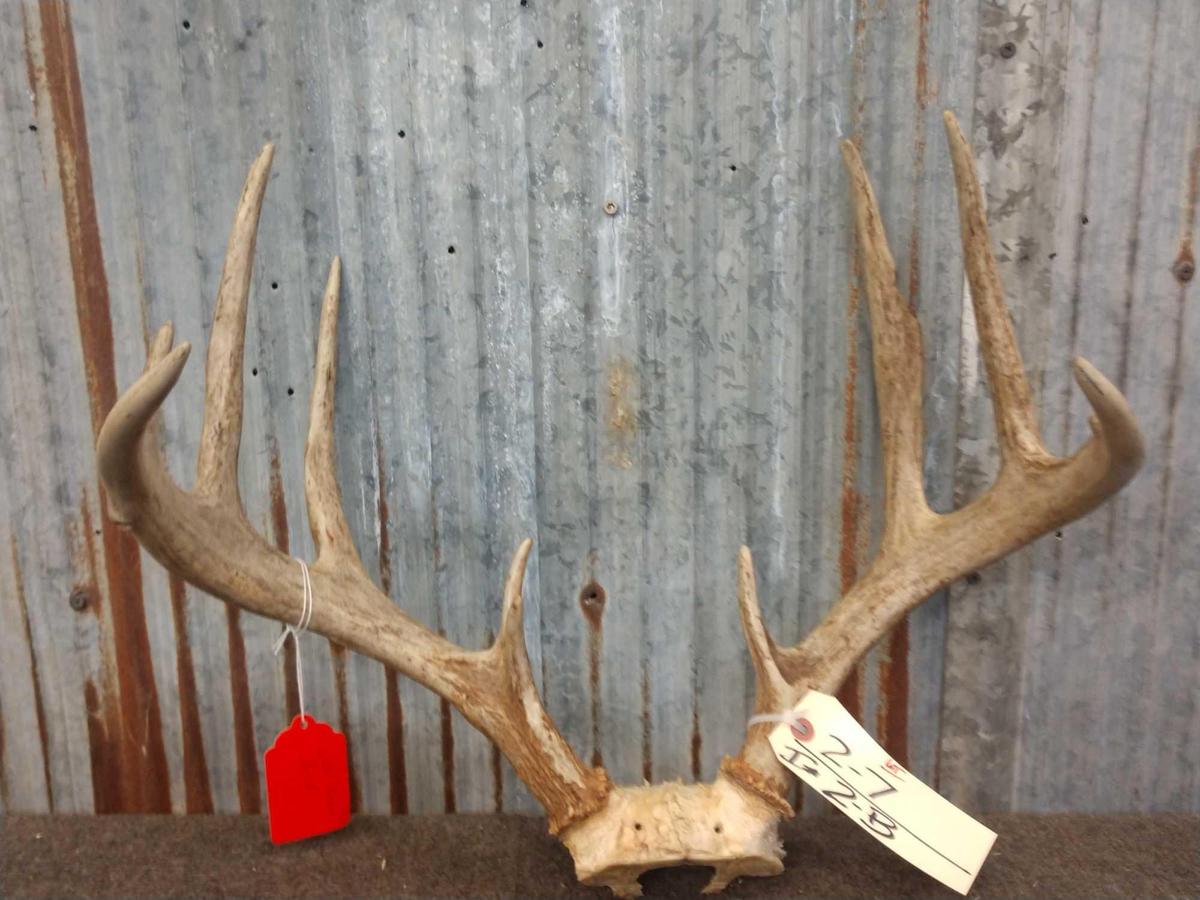 4x5 Wild Kansas Whitetail Antlers On Skull Plate