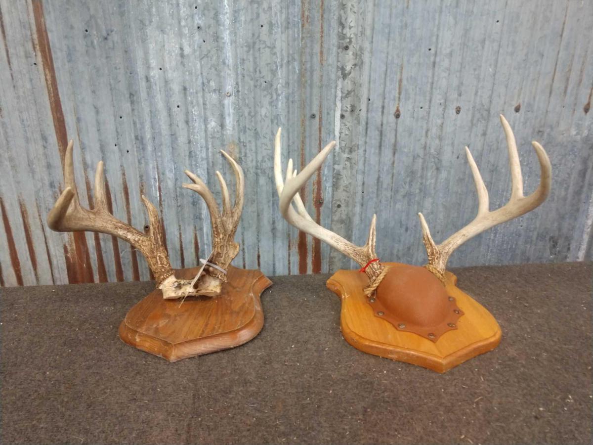 2 Whitetail Racks On Plaques