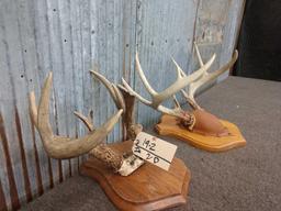 2 Whitetail Racks On Plaques