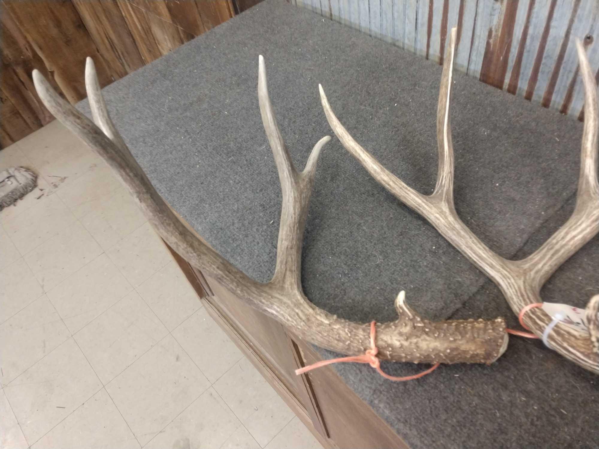 Nice Group Of 5 Mule Deer Shed Antlers