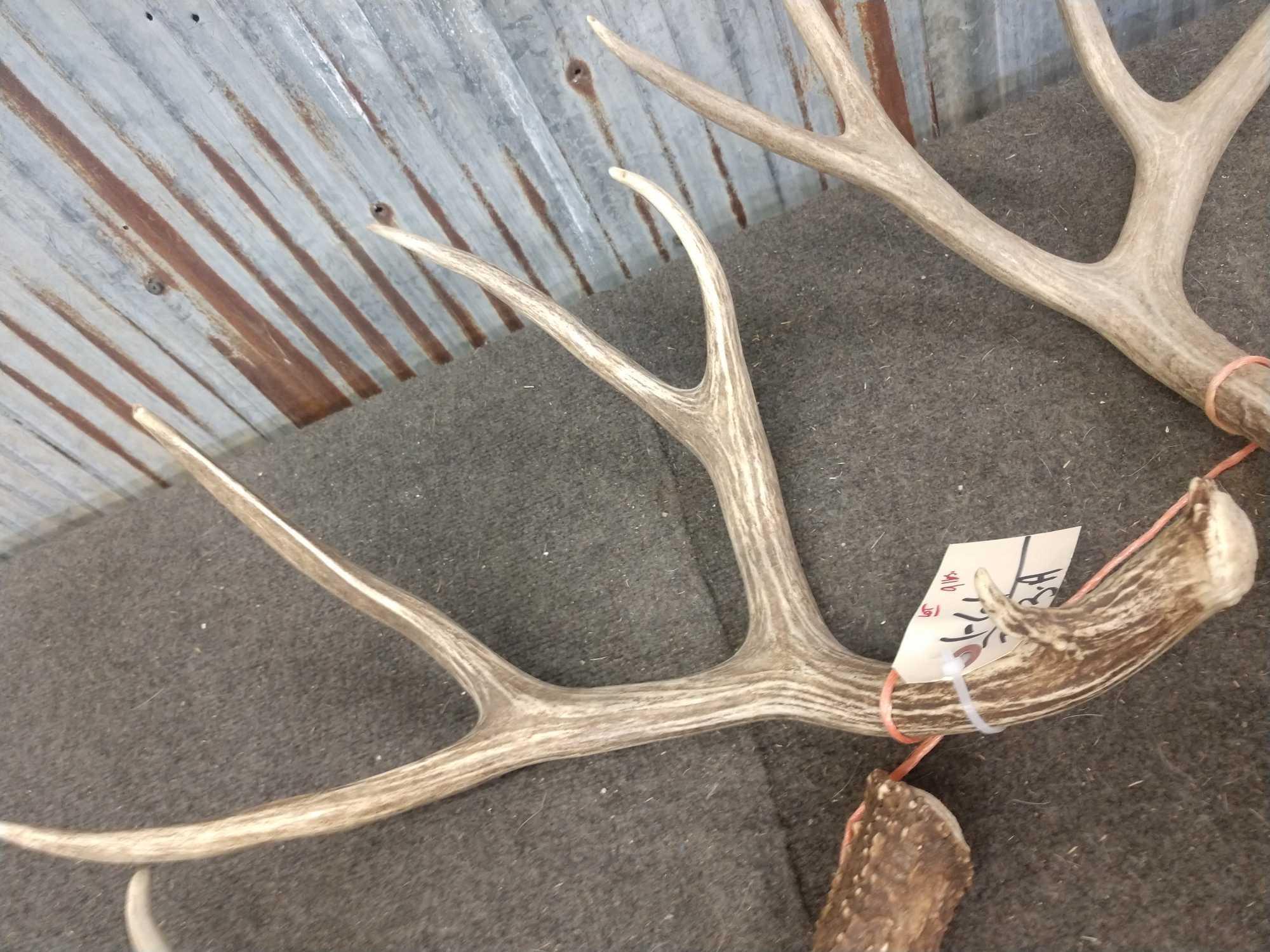 Nice Group Of 5 Mule Deer Shed Antlers