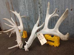 Big Main Frame 4 x 4 Whitetail Shed Antlers