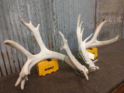 Big Main Frame 4 x 4 Whitetail Shed Antlers