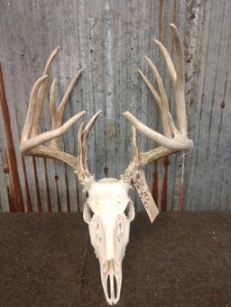 155" Wild Kansas Whitetail Antlers On Skull