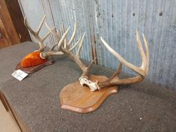 2 Whitetail Racks On Plaques