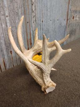 Big Heavy Mass 6 Point Whitetail Cut Antler