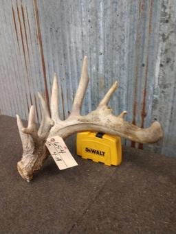 Big Heavy Mass 6 Point Whitetail Cut Antler