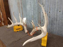 Main Frame 6x5 Whitetail Shed Antlers