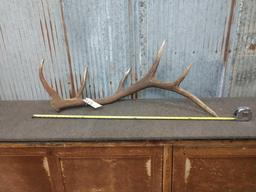 Beautiful 6 point Canadian Elk Shed Antler