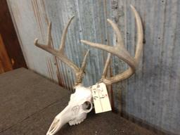 140 Class 4x4 Whitetail Antlers On Skull