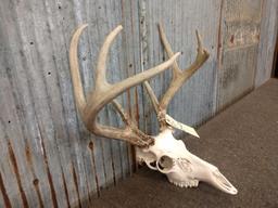 140 Class 4x4 Whitetail Antlers On Skull