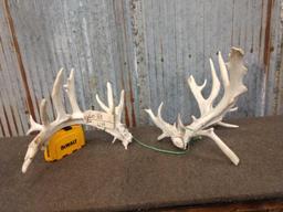 Main Frame 5 x 4 Whitetail Shed Antlers