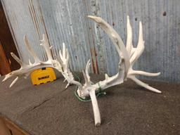 Main Frame 5 x 4 Whitetail Shed Antlers