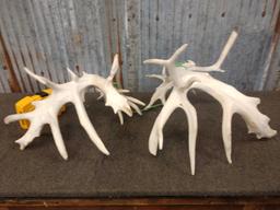 Main Frame 5 x 4 Whitetail Shed Antlers
