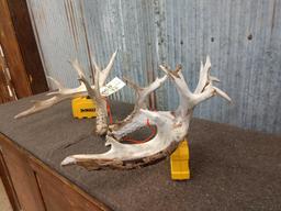 Main Frame 6x6 Whitetail Shed Antlers