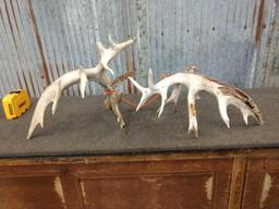 Main Frame 6x6 Whitetail Shed Antlers