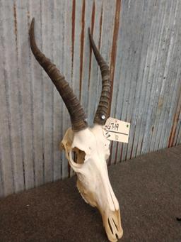 African Blesbok Skull