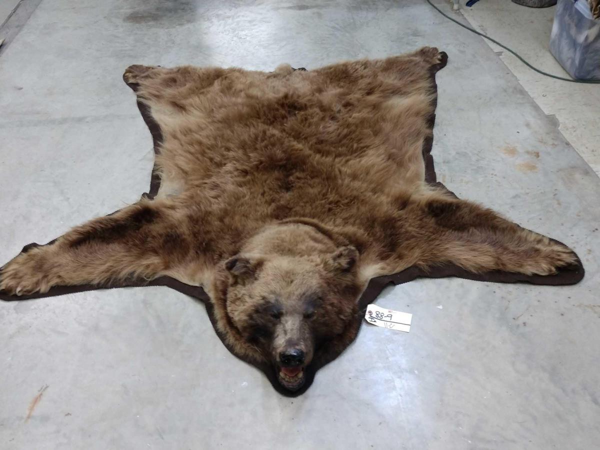 Black Bear Rug Brown Phase taxidermy