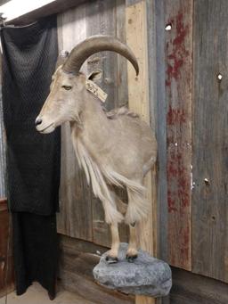 Aoudad Ram Half Body Taxidermy Mount