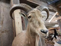 Aoudad Ram Half Body Taxidermy Mount