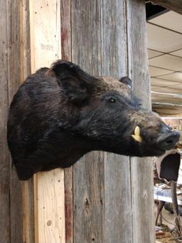 Wild Boar Hog Shoulder Mount Taxidermy