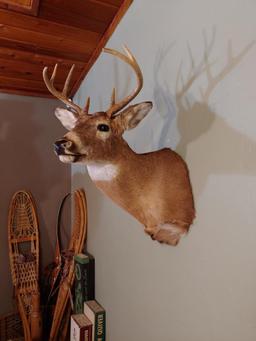Nice 4x4 Whitetail shoulder Mount Taxidermy
