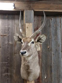 African Waterbuck Shoulder Mount Taxidermy