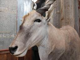 African Eland Shoulder Mount Taxidermy