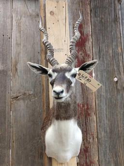 Indian Black Buck Shoulder Mount Taxidermy