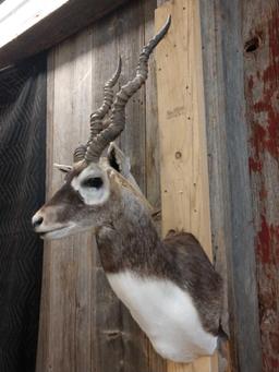 Indian Black Buck Shoulder Mount Taxidermy