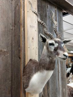 Indian Black Buck Shoulder Mount Taxidermy