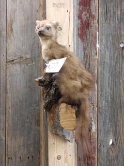 Pine Martin On A Limb Full Body Taxidermy Mount