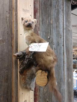 Pine Martin On A Limb Full Body Taxidermy Mount