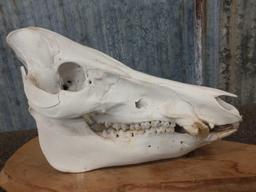 Wild Boar Hog Skull