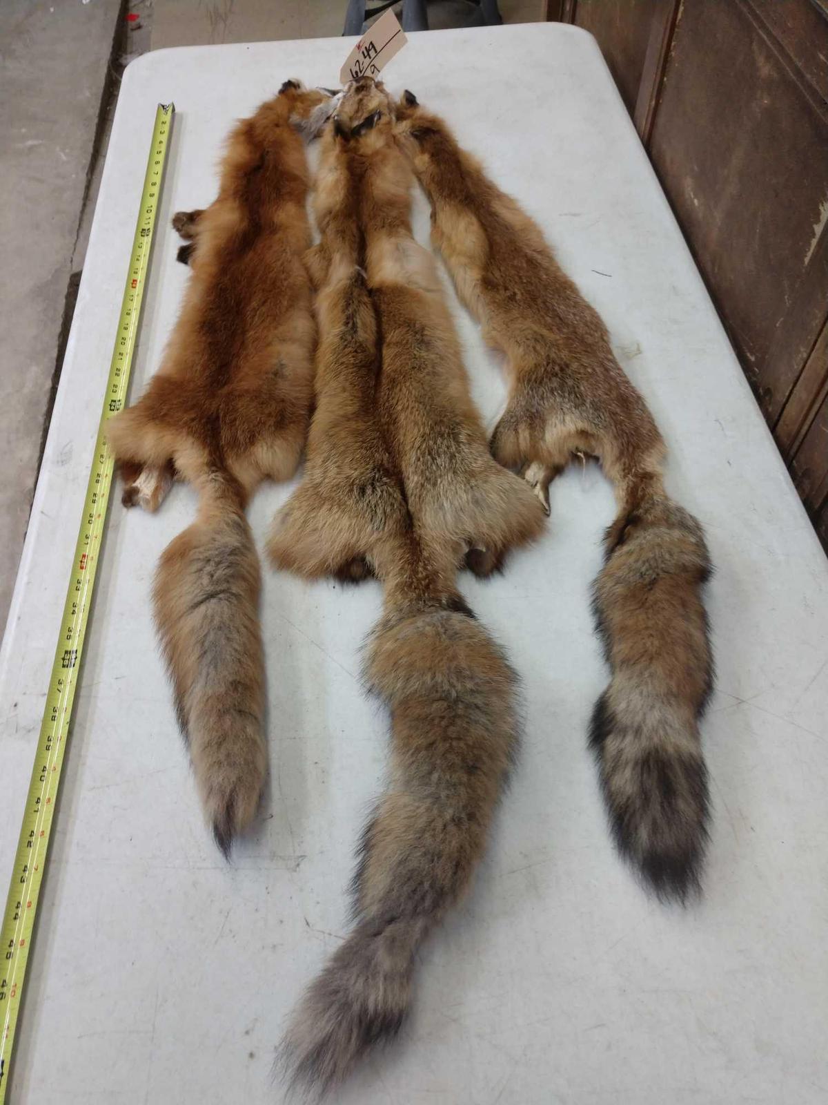 3 red fox hides