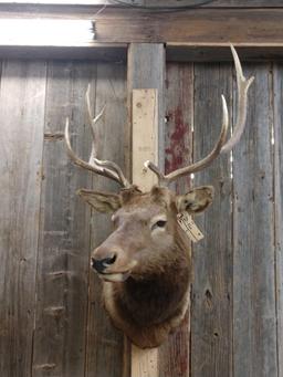 4x4 Elk Shoulder Mount Taxidermy