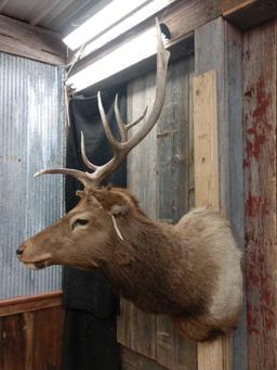 4x4 Elk Shoulder Mount Taxidermy