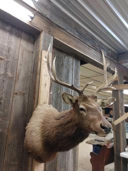 4x4 Elk Shoulder Mount Taxidermy